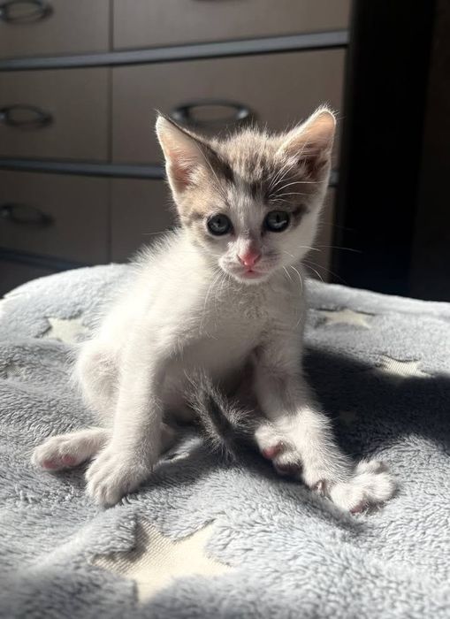 отдам котят в хорошие руки