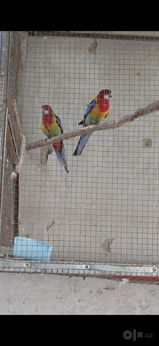 Pyostri razell tayyor para