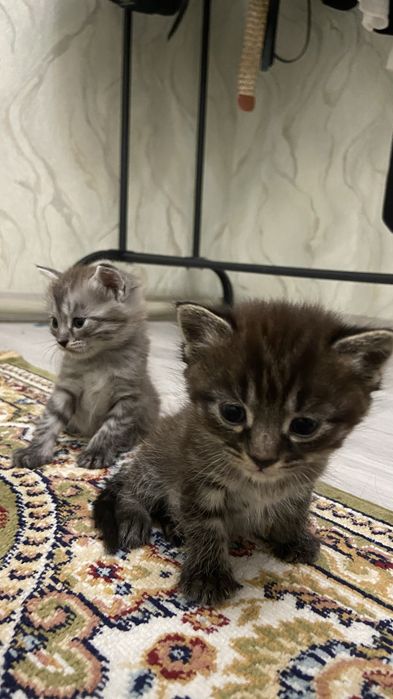 Продаются котята мальчики пишите в ватсап