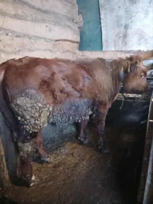 Продам молодняк с откорма 4 головы оптом