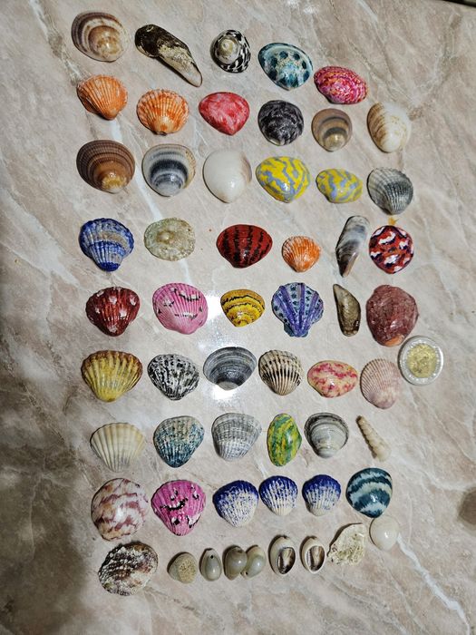 Сухой аквариум, ракушки