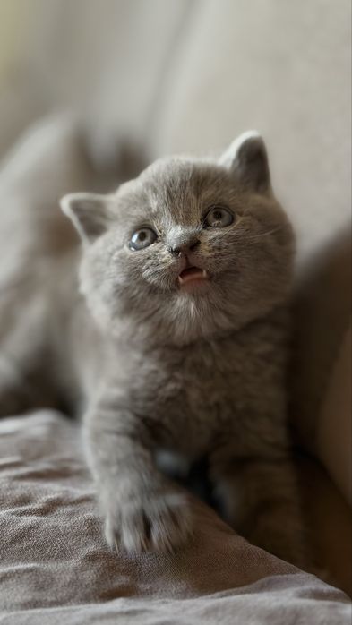 Отдам котенка 2 месяца