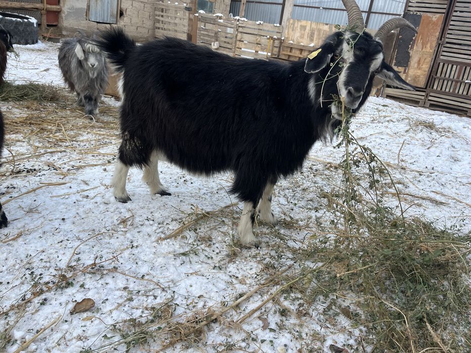 ешкі бар сатылады