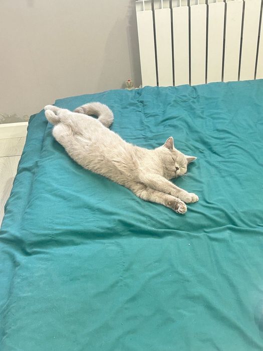 Отдам британских кошечек в добрые руки