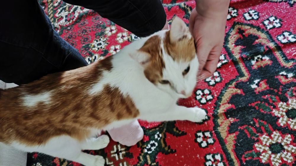 Кот в добрые руки