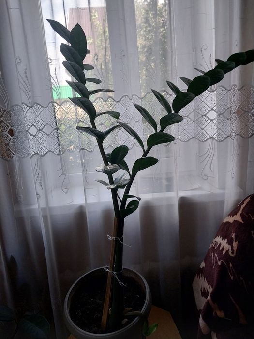 Продам долларовое дерево