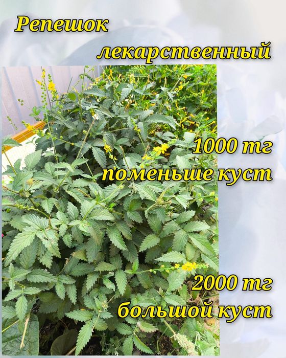 Цветочки и саженцы