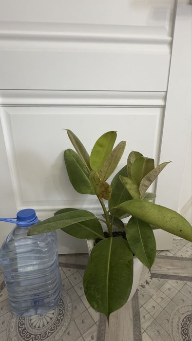 Комнатные растения