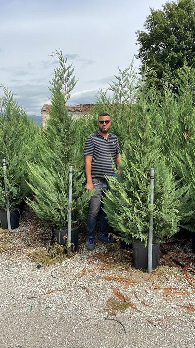 Vând tuia leylandii de mai multe dimensiuni