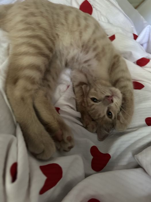 Котенок в добрые руки