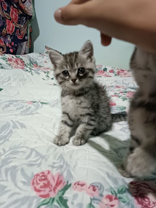 Милые котята домашние