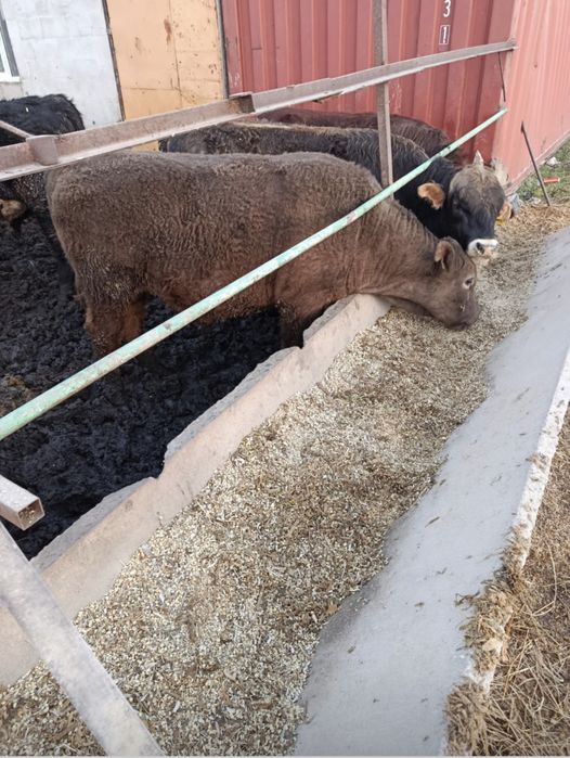 Продам бычков упитоные 2 г возраст