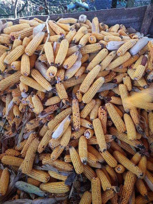 Vând porumb an 2025