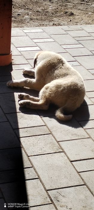 Vind o cățelușe de Asia centrala cu pedigree