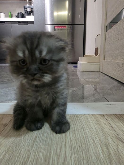 Продаются котенки