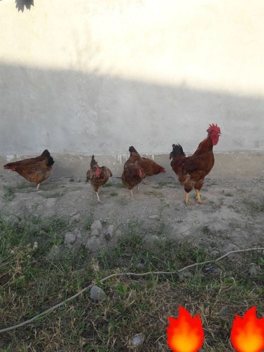 Корейский Хян Хяп 3 Тухумлари СОТИЛАДИ