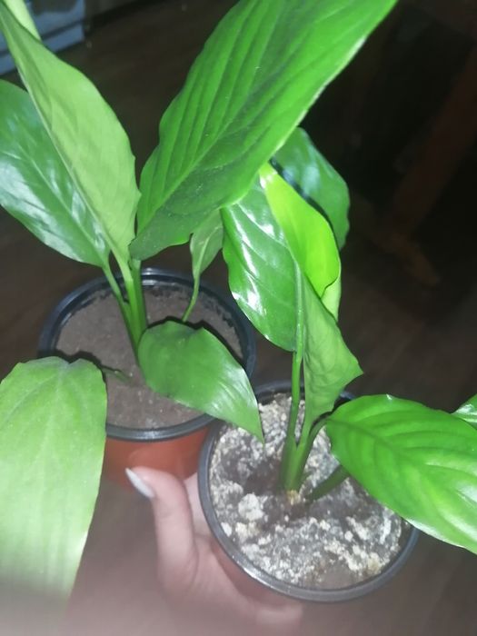 Продам спатифиллиум