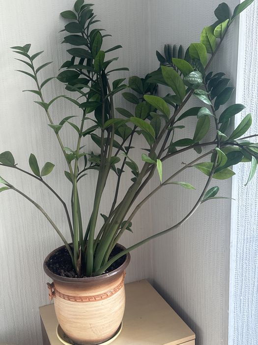 цветы долларовое дерево