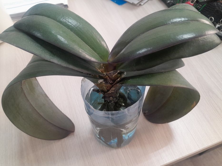 Продается цветы орхидея