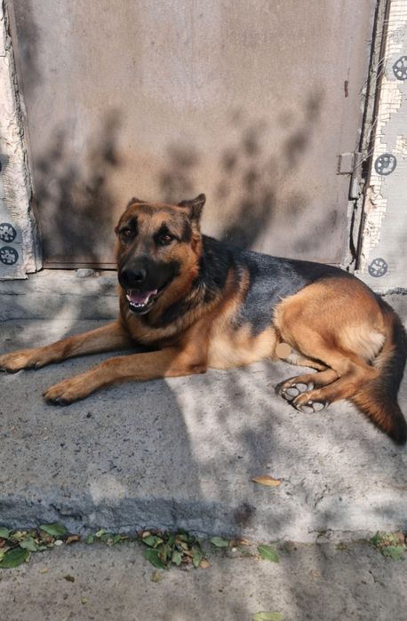 Ищем девочку для случки