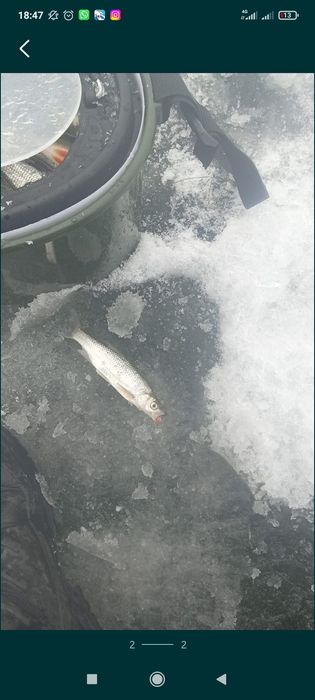 Живец для ловли  хищной рыбы