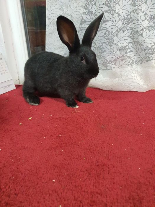 Hycole francez de vânzare