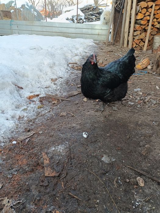 Australop de vanzare