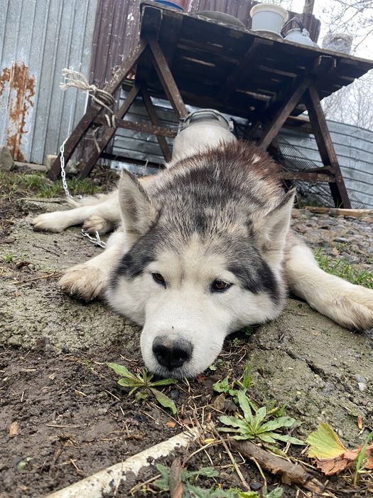 Хаски ит   Сатылады срочьно