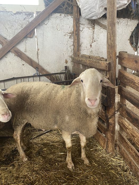 Продавам пръч и коч