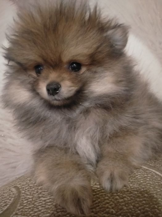 По.щенков шпица девочка и мальчик 2 мес.