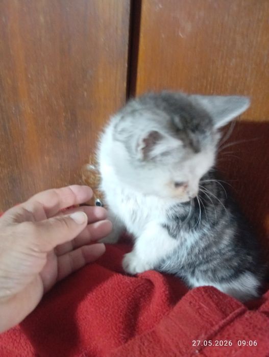 Британские    котята