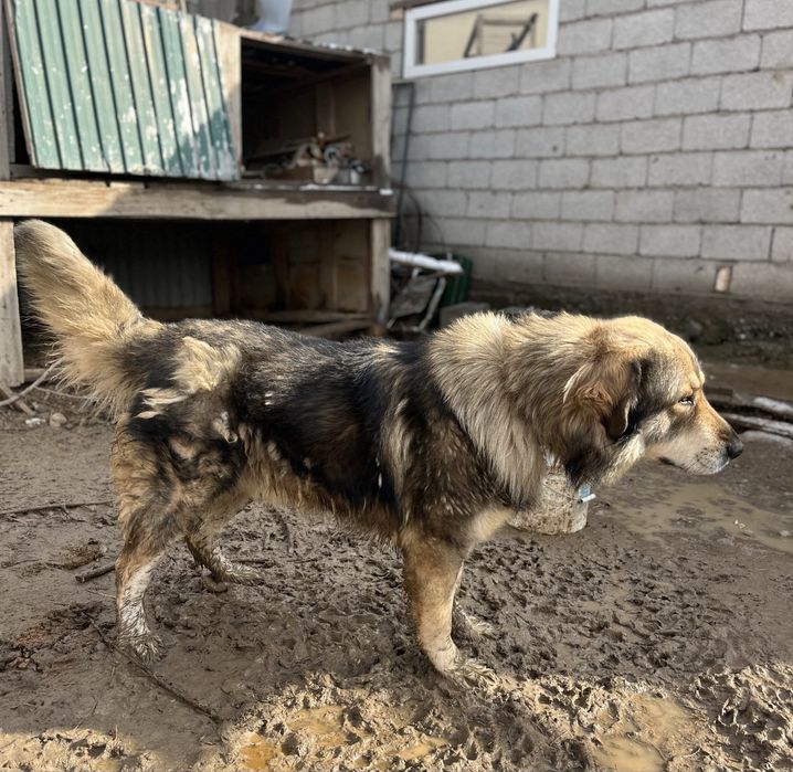 Продаётся Кавказская Овчарка