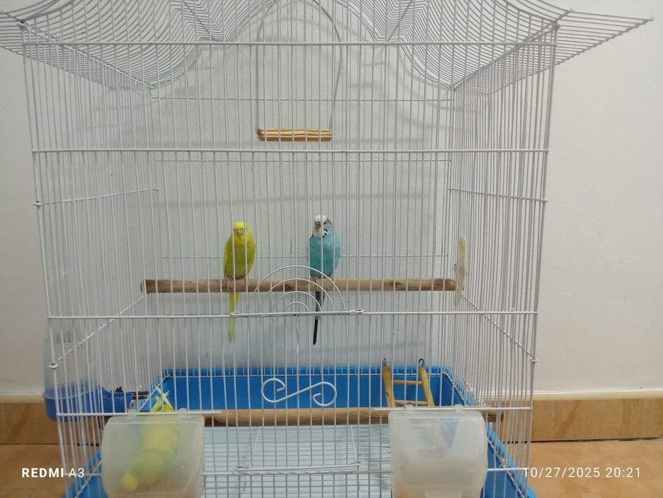 Vând perusi cu tot cu cușcă  (toți 3)