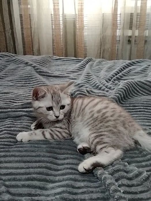 Скоттиш страйт. Девочка.