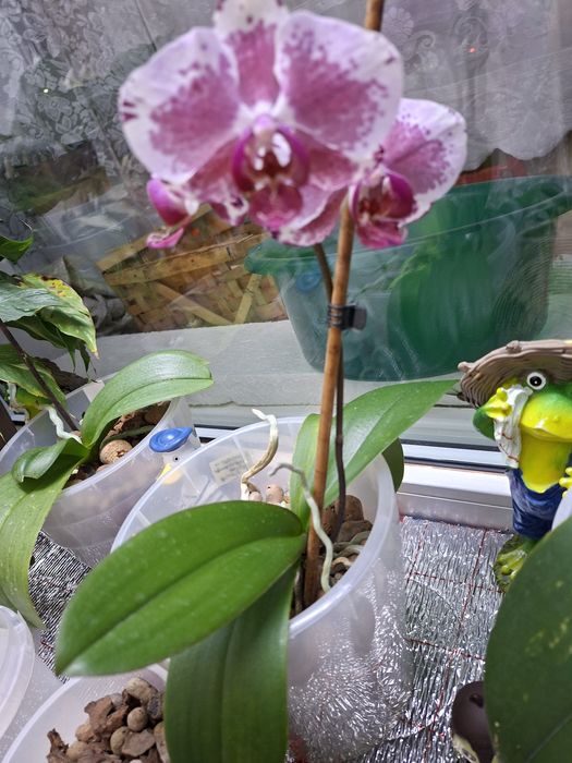 П р о д а м   орхидеи !!!