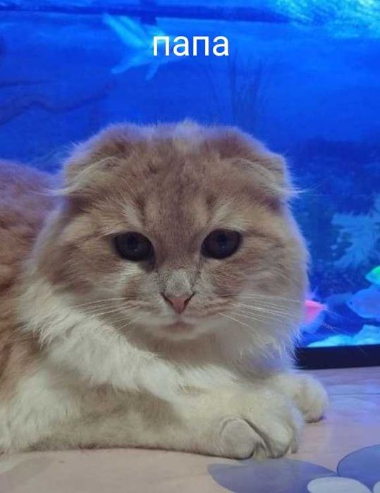 Продаётся котики 40 дней