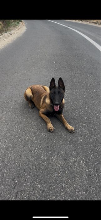 Dresaj canin Slatina Olt