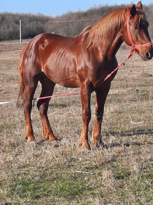 Vând  sau schimb armăsar de 7 ani