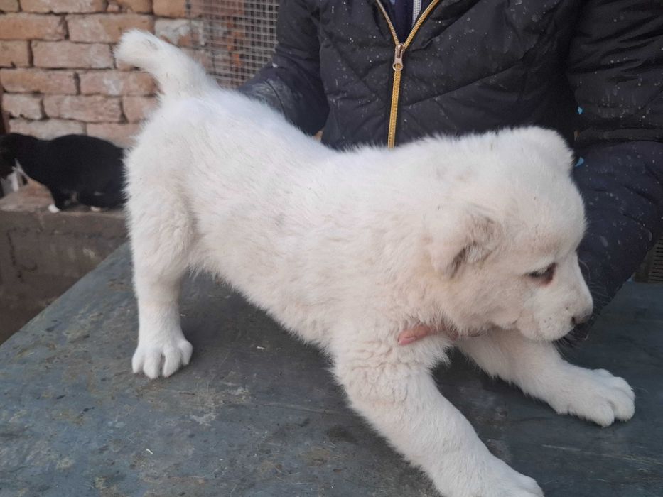 Алабайчета от елитни родители