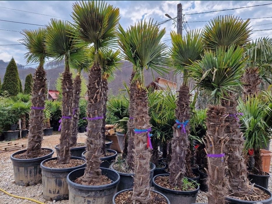 Vând palmieri trachycarpus rezistenți la îngheț