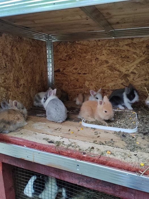 Iepurași pitici pufoși sau cu păr scurt