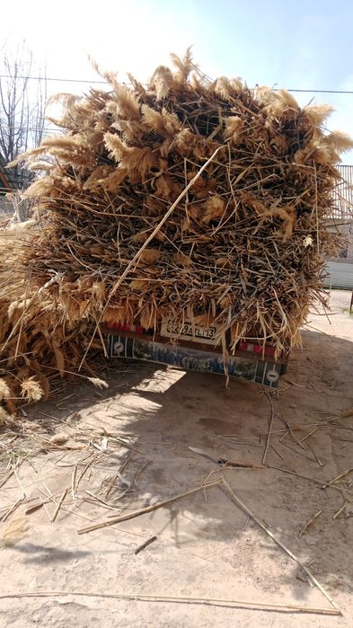 Камыс 270 теге шымкет