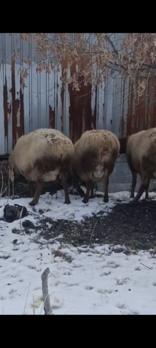 Матки арашан котные