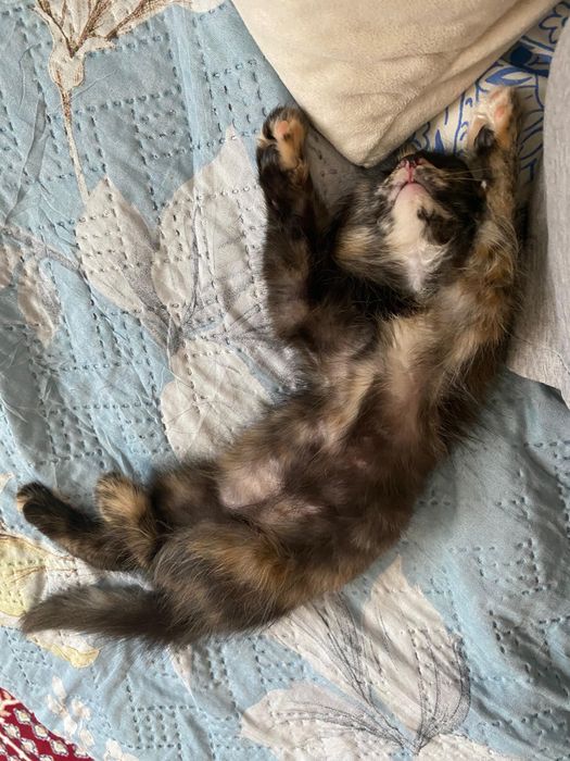 отдам котенка в добрые руки