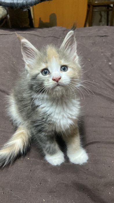 Котята Мейн кунята