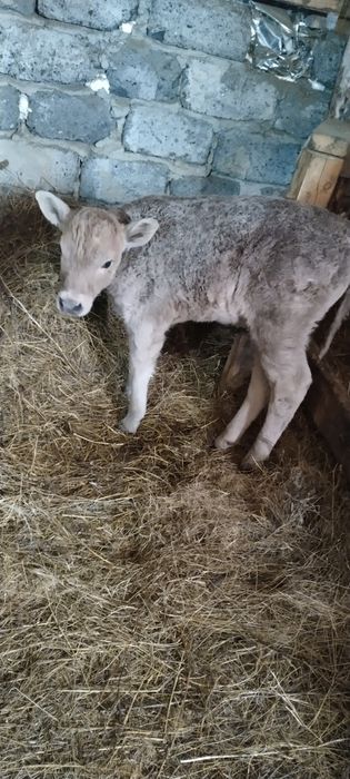 Продам       телочку