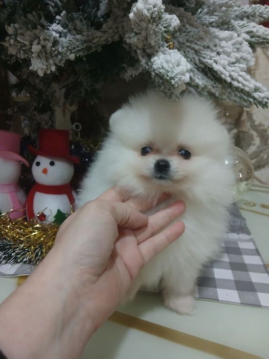 Продаются щенки породистые