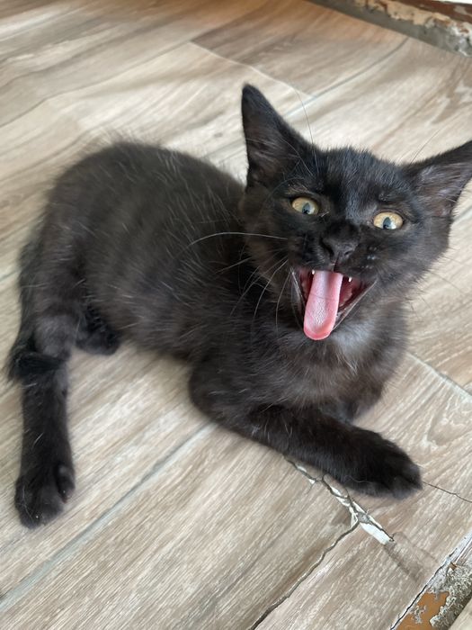 Животные . Котята .