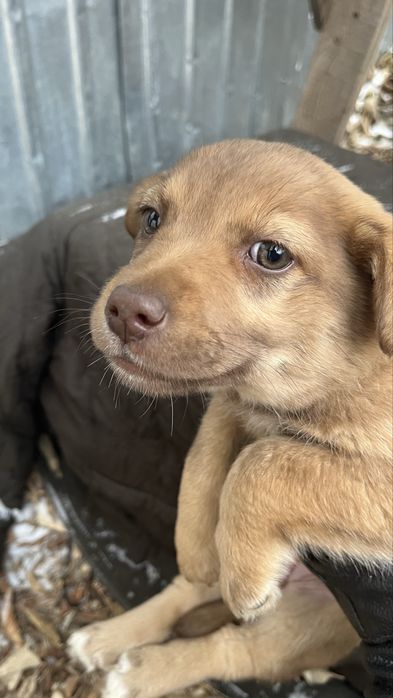 Собачка маленькая