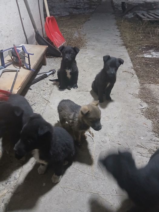 Шенки күшік ит собака